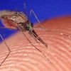 Muỗi Anopheles Gambiae cái. (Nguồn: Internet)