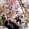 Du khách chiêm ngưỡng và chụp ảnh hoa anh đào nở rộ tại công viên Ueno ở Tokyo ngày 22/3. (Nguồn: AFP/TTXVN)