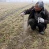 Cánh đồng khô hạn làm chết cây trồng tại Trung Quốc hồi năm ngoái. Ảnh minh họa. (Nguồn: AFP/TTXVN)