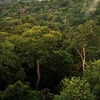 Rừng Amazon. Ảnh minh họa. (Nguồn:internet)
