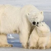 Mẹ con gấu trắng Bắc Cực ở Vịnh Hudson. (Nguồn: AP)