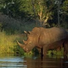 Tê giác tại rừng quốc gia Kruger, Nam Phi. (Nguồn: Internet)