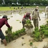 Nông dân tại làng Kandol, tỉnh Kampong Cham, Campuchia chuẩn bị gieo mạ. Ảnh minh họa. (Nguồn: AP)