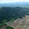Cánh rừng bị phát quang ở khu vực Tây Kalimantan của Indonesia. Ảnh minh họa. (Nguồn: AFP/TTXVN) 