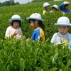Các em nhỏ tại một vùng trồng chè của Nhật. (Ảnh: Cao Phong)