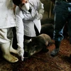 Các bác sĩ thú y kiểm tra một lò mổ. Ảnh minh họa. (Nguồn: AFP/TTXVN)