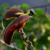 Một loài chim trên đảo Batanta, Papua, Indonesia. (Nguồn: Internet)