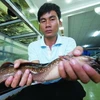 Cá trê chình được bán tại Siêu thị thủy hải sản Thiên Hải, Cần Thơ. (Nguồn: vnfish.info)