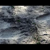 Những dấu chân người được phát hiện tại tại dãy núi Tarahumara. (Nguồn: EPE)
