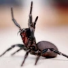 Loài nhện mới có thể nhảy tới vật thể ở gần nó. (Nguồn: Getty)