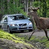 Volvo sẽ sớm trang bị hệ thống phát hiện động vật cho xe trong tương lai. (Nguồn: Internet)