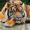 Hổ Sumatra. Ảnh minh họa. (Nguồn: krefelderzoo)