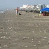 Cá chết dạt vào bãi biển Bermuda ở Galveston, Texas. Ảnh minh họa. (Nguồn: AP)