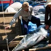 Phương pháp đánh bắt cá ngừ mới đem lại giá trị kinh tế cao cho ngư dân Bình Định. (Ảnh: Ly Kha/TTXVN)