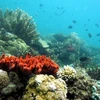 Những loại san hô khác nhau tại khu vực Tam giác san hô. (Nguồn: AFP/TTXVN)