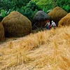Người nông dân sẽ không phải bỏ tiền mua phân hóa học khi có phân bón hữu cơ được tạo ra từ chính rơm rạ sau thu hoạch. (Nguồn: khoahoc.com.vn)
