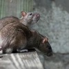 Bão Sandy đã nhấn chìm rất nhiều chuột ở nhà ga tàu điện ngầm, còn nhiều con chuột khác thì chạy lên trên mặt đất. (Nguồn: Shutterstock) 