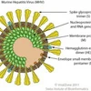 Hình ảnh minh họa virus Corona. (Nguồn: virology.ws)