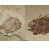 Hình ảnh hóa thạch hai loài cá. (Nguồn: flickr.com)