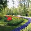 Thiên đường hoa tại Hà Lan - Công viên Keukenhof