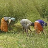 Nông dân Ấn Độ làm việc trên đồng. (Nguồn: 123rf)