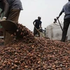 Công nhân chuyển cacao tại cảng Abidjan, Cote d'ivoire. (Nguồn: AFP/TTXVN)