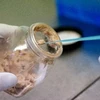 Xét nghiệm ADN nhằm phát hiện thịt ngựa giả bò tại một phòng xét nghiệm ở Đức hồi tháng Hai. (Nguồn: AFP/TTXVN)