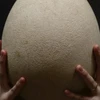 Một quả trứng chim voi. (Nguồn: Getty Imagine)