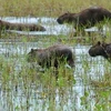 Tại khu vực đầm lầy Pantanal ở phía tây Brazil. Ảnh minh họa. (Nguồn: Kyodo/TTXVN)