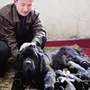 Ông chủ họ Tôn với đàn chó ngao Tây Tạng vừa mới sinh. (Nguồn: Chinadaily)