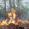 Cháy rừng trồng ở xã HRa, huyện Măng Yang ngày 22/4/2010. (Ảnh: Sỹ Huynh/TTXVN) 