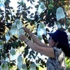 Áp dụng mô hình sản xuất rau an toàn VietGAP trong trồng cây có múi. (Nguồn: Internet)