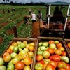 Sản xuất nông nghiệp ở Cuba. (Nguồn: Internet)