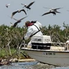 Chăm sóc cho những chú chim bị dính dầu tại Vịnh Barataria trong thảm họa tràn dầu tại Vịnh Mexico. (Nguồn: AFP/TTXVN)