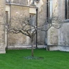 Nhánh cây táo Newton được trồng tại trường Cao đẳng Trinity thuộc Cambridge. (Nguồn: Internet)