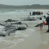 Đàn cá voi hoa tiêu bị mắc cạn tại bãi biển của New Zealand. (Nguồn: metro.co.uk)