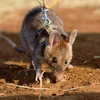 Một chú chuột đang thực hiện nhiêm vụ. (Nguồn: metro.co.uk)