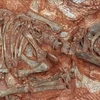 Bộ xương phôi thai khủng long sống cách đây 190 triệu năm. (Nguồn: presstv.ir)
