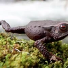 Một loài ếch mới được phát hiện ở Colombia. (Nguồn: mnn.com)