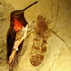 Hóa thạch kiến khổng lồ có kích thước bằng một chú chim nhỏ. (Nguồn: Internet)