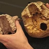 Hàm răng lớn của người nguyên thủy Paranthropus boisei. (Nguồn: AP)