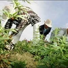 Nông dân Morocco trồng cần sa. (Nguồn: AFP)