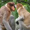 Loài khỉ mũi dài. (Nguồn: Internet)