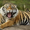 Hổ Sumatra. (Nguồn: Internet)