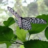 Loài bướm Borneo. (Nguồn: telegraph.co.uk)