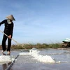 Sản xuất muối tại Hợp tác xã muối Bạch Long, huyện Giao Thủy, tỉnh Nam Định. (Ảnh: Huy Hùng/TTXVN)