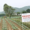 Một ruộng rau sản xuất theo tiêu chuẩn VietGap. (Ảnh: Anh Tuấn/TTXVN)