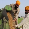 Nông dân Ấn Độ thu hoạch lúa mì. (Nguồn: AFP/TTXVN)