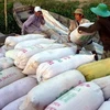 Thương lái thu mua lúa của nông dân tại huyện Vị Thủy, Hậu Giang. (Ảnh: Duy Khương/TTXVN)