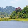 Một góc khu Ramsar Bàu Sấu tại Đồng Nai. (Nguồn: Internet)